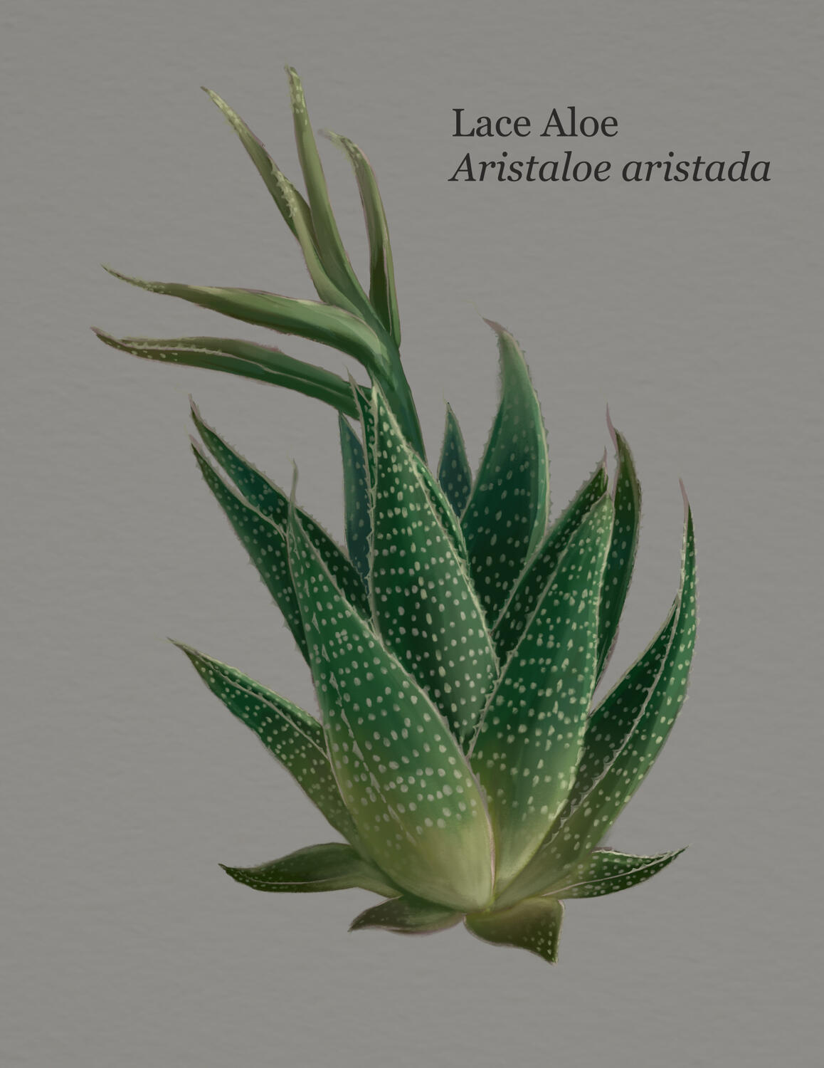 Lace aloe illustration